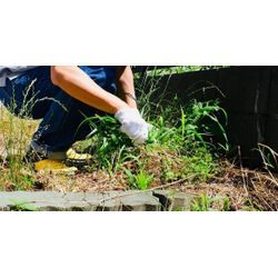 草むしりのタイミングの画像1