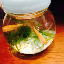 マリモとメダカの画像1