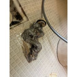 神戸市東灘区で排水管洗浄をしました。の画像3