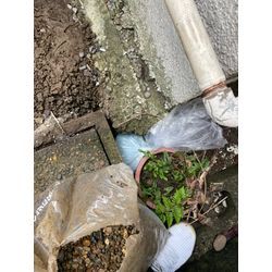 新座市ネズミ駆除事例の画像1