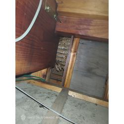 暑いのが少し落ち着き蜂が飛びやすい気温となりました。の画像1