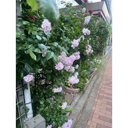 断捨離　やましたひでこさん　片付けとは.の画像2