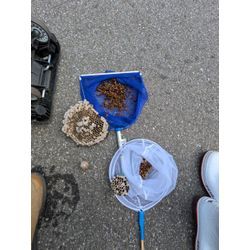 アシナガバチの駆除をしました。の画像3