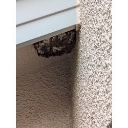 アシナガバチの駆除をしました。の画像1