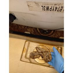 お風呂のチョウバエ除去もお任せ下さい。の画像1