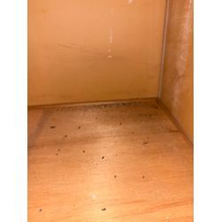 年末年始の害獣トラブルぜひペスコンproにご依頼を！の画像3