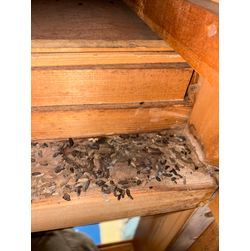 年末年始の害獣トラブルぜひペスコンproにご依頼を！の画像1