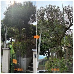 ラカンマキの散らし透かし剪定の画像3