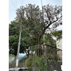 ラカンマキの散らし透かし剪定の画像2