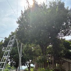 ラカンマキの散らし透かし剪定の画像1