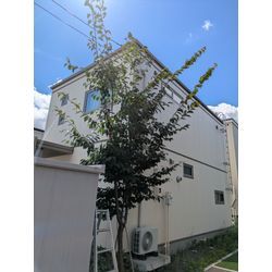 最近の剪定からの画像1