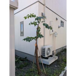 最近の剪定からの画像2