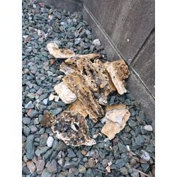 ​あなたの家の配管も…？キッチンの奥から出てきた『衝撃の油の塊』を徹底解説！【配管洗浄のプロが語る】の画像1