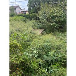 ご高齢で庭木の手入れが行き届くなってしまったの画像2