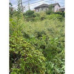 ご高齢で庭木の手入れが行き届くなってしまったの画像1