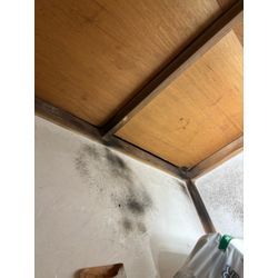 世田谷区ネズミ駆除の画像1