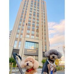 2頭のワンちゃんがリングドッグの画像1