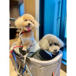 2頭のワンちゃんがリングドッグの画像2