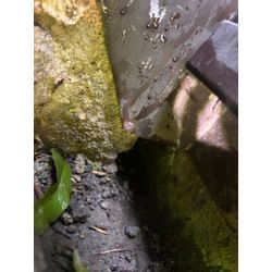 世田谷区ネズミ駆除の画像1