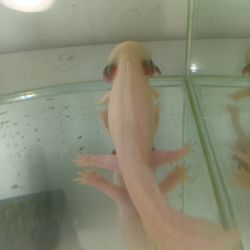 うちの緑さん達❤️の画像3