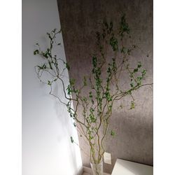 うちの緑さん達❤️の画像2