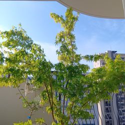 うちの緑さん達❤️の画像1