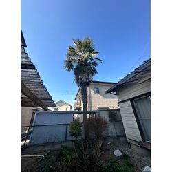 おはようございます！伐採作業をさせて頂きました！の画像1