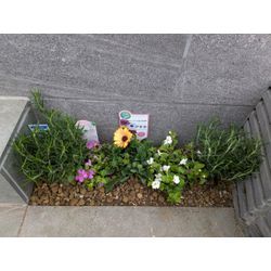 春の訪れHANA✿の画像2