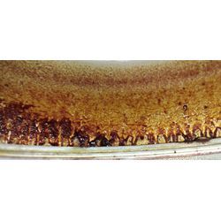 レンジフード洗浄の画像2