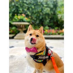 リングドッグをやりました可愛い男の子の画像2