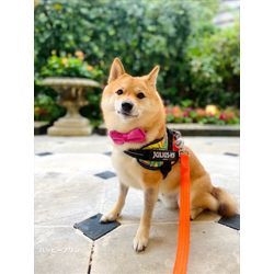 リングドッグをやりました可愛い男の子の画像3