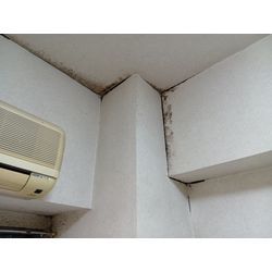 賃貸退去の壁紙カビ除去クリーニングの画像1