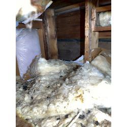 寒くても害獣たちは冬眠しません！の画像1