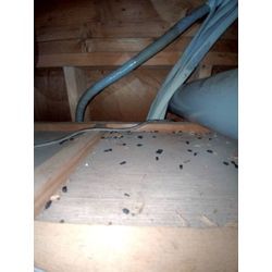 寒くても害獣たちは冬眠しません！の画像3