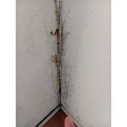 壁紙クロスカビ除去クリーニングの画像1