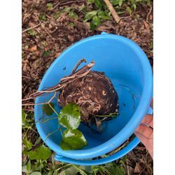 熊本県旭志　スズメバチ駆除の画像3