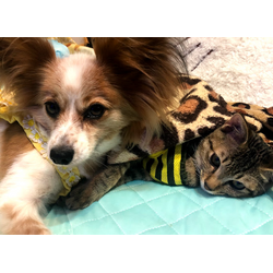 シニア期のペットさんの体調管理🐶の画像2