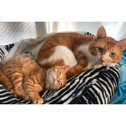 シニア期のペットさんの体調管理🐶の画像3