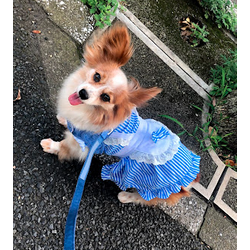 シニア期のペットさんの体調管理🐶の画像1