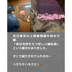 【ハダカデバネズミとシロアリ、実は「社会性」でつながっていた】の画像2