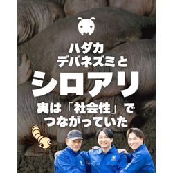 【ハダカデバネズミとシロアリ、実は「社会性」でつながっていた】の画像1