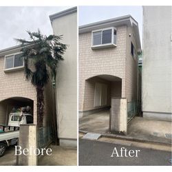 練馬区【シュロの木伐採】住宅に近い高木を安全に撤去｜Before→After 家の近くでも安心施工 庭木伐採 リフォームの画像1