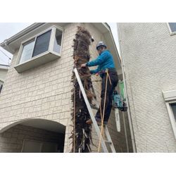 練馬区【シュロの木伐採】住宅に近い高木を安全に撤去｜Before→After 家の近くでも安心施工 庭木伐採 リフォームの画像2