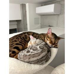 先日エアコンクリーニングでお伺いしたお客様の愛猫ちゃんですの画像2