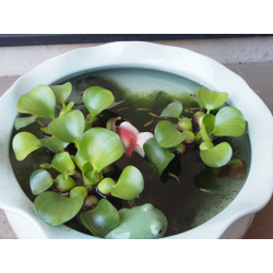 元気ハツラツの画像1