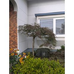 最近の剪定からの画像2