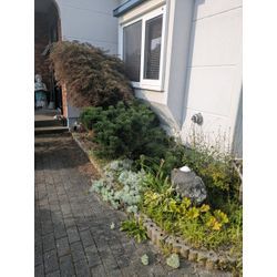 最近の剪定からの画像1