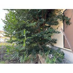 草刈りからの木こり^ ^の画像1