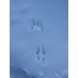 移住の話の画像1