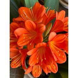 午後のお休みは、戸田川緑地で満開のお花見🌸の画像2